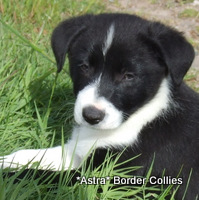 Black and white - smooth coated, Border collie puppy